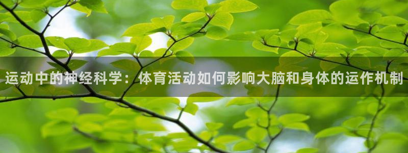 杏鑫4登录