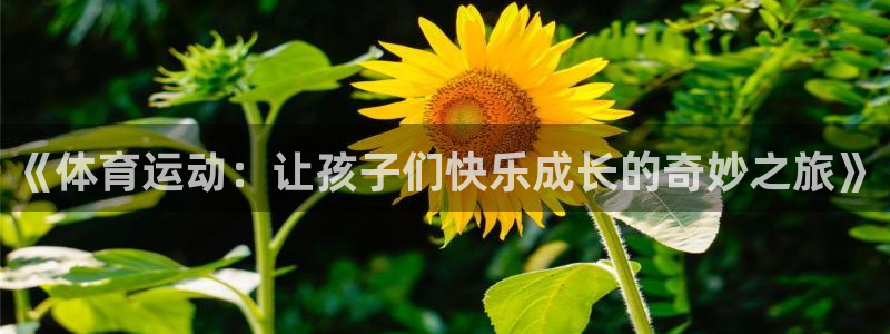 杏鑫包怎么样